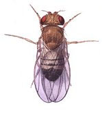 Fliege drosophila melanogaster